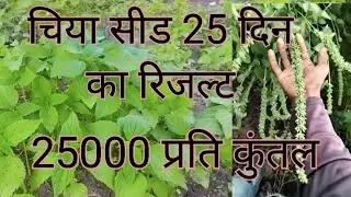 चिया सीड की खेती कैसे करें 25 दिन में कितनी बड़ी होती है चीया prajapati farming chaya kheti farming