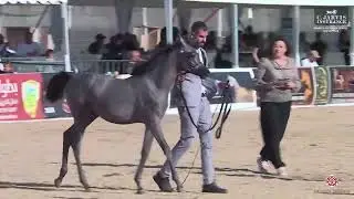 N.352 MASA AL NIMR - Manda Arabian Horse Show - Futurity Fillys 2024 B (Class 35)