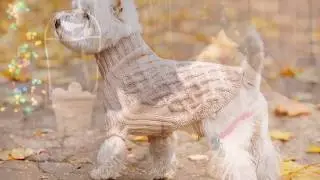 All About The West Highland White Terrier (Westie)