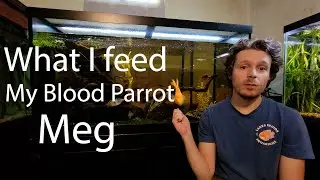 Правильное питание для вашей рыбы-кровавого попугая! (и не только!)