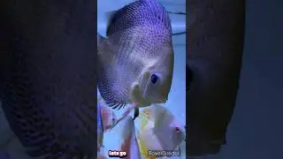 Sabse badi discus treatment #discusfish #lets go