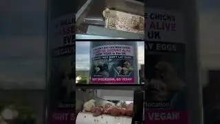 What happens to male chicks in the egg industry? #animalrights #eggs