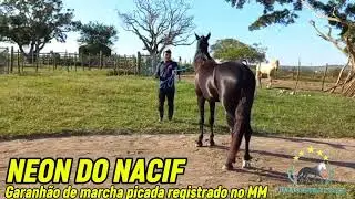 NEON DO NACIF garanh&atilde;o de marcha picada registrado no MM