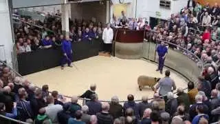 Midlock &pound;15,000 Lamb (2nd)