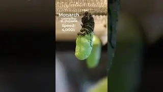 Monarch caterpillar to chrysalis in 15 seconds! 😲🦋 #monarchbutterfly #metamorphosis