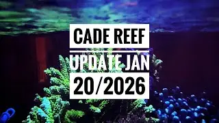 CADE 1500 S/P Reef Tank: Growth Update & Issues