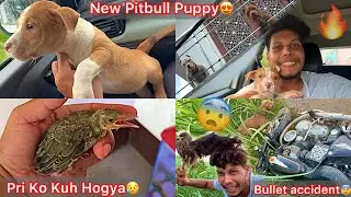 New Pitbull Puppy Liya🐶Mickel Jerry Bloodline🔥Mare Bullet Ka Accident Hogya Rock Shera Dono Gir Gye😰