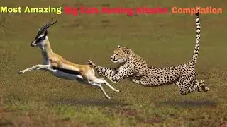 African Big Cats Hunting Compilation - Cheetah Lion Jaguar Leopard