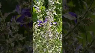 Blauschwarze Holzbiene (Xylocopa violacea) und Muskateller-Salbei (Salvia sclarea). Esslingen 2025
