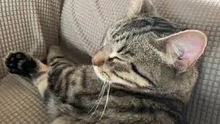 Tiger Cat Sleeping Soundly Until He Trills at the End