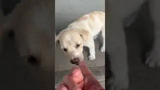 Stray Dogs in The Philippines