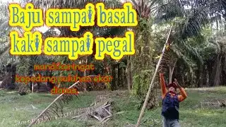 Mikat Di Lubuk Burung Kepodang Poin 11 ekor.Pemikat Sampai  3L ( lemas. letih  dan lesu)