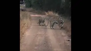 Tigress Choti Tara Spotted with Cubs at Tadoba Andhari Part 4