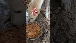 Don't waste food #youtubeshorts #animals #food #motivation #ytshorts #shotrs #shortsfeed #shorts