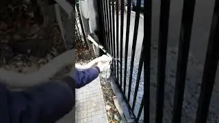 Strada Maior Sanatescu - vopsire gard metalic.