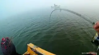 Сом на Super Calamaretti. Тренировка перед Nemiroff Fishing 2017.