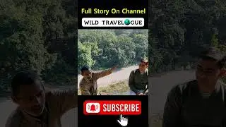 Tiger Attack Story | डंडे ने बचाई जान #tiger #attack #corbett #mohan  #sitabani #marchula
