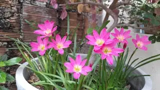 HOJE O JARDIM, AMANHECEU A COISA MAIS LINDA CHEIO DE FLORES!#4k #jardim 
