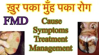 FMD | Foot and Mouth Disease | Viral disease #fmd #viraldisease 