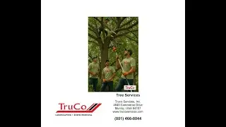 Affordable Tree Service East Bench Truco Services Inc.
