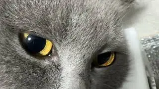 Macro Photography of Predatory Cat Eyes