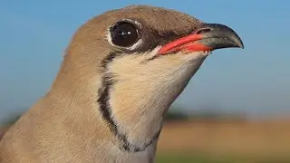 ANILLAMIENTO CIENT&Iacute;FICO DE AVES - CANASTERA COM&Uacute;N en el Marjal del Moro (Sagunto)