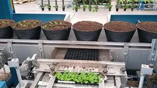 Automated Pansy Planting Line