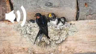 sound of barn swallow feeding its young