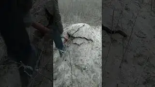 МЫШИНЫЙ УТЕПЛИТЕЛЬ #live #like #nature #subscribe #природа #деревня #животные #жиза