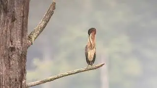 Green Heron preening on a tree branch