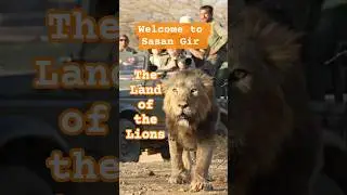 Explore Sasan Gir Forest 🦁 | Home of the Asiatic Lions #shorts #girforest