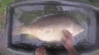 Monster Mirror Carp Double take frenzy