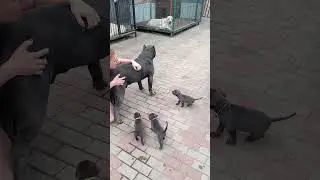 Теперь очередь папы нянькаться ❤ #щенки #puppy #собака #канекорсо