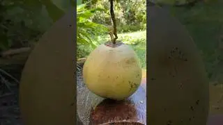 Amazing Technique Coconut Cutting in The Forest #amazing #technique #Viral #Fyp #coconut #shorts