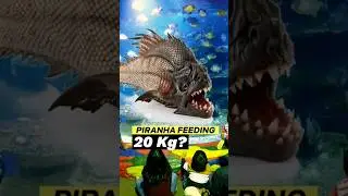 😱 Ikan Piranha Makan Sampai 20kg?! Aquarium SeaWorld Ancol