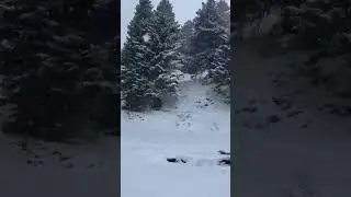 Nevica sul Monte Carpegna alle ore 12:40. Al suolo circa 35 cm di neve. Video Andrea Spagna 11/01