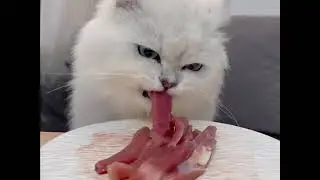 Diudiu Meal Prep🥩Raw Meaty Bones #peteating #catmeal #meowmunmuk #cateating  #cat
