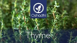 Thyme (Thymus vulgaris) - A Story of Thyme | Essential-Oil-Plant Portrait by Dr. Malte Hozzel