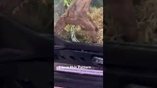 California King Snake: The Relaxing Pet Snake
