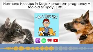 Hormone Hiccups in Dogs - phantom pregnancy + too old to spay? | #55