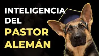 ¿POR QUÉ LOS PASTORES ALEMANES SON TAN INTELIGENTES?