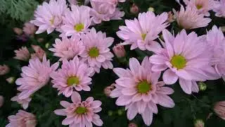 Annual Chrysanthemum Show