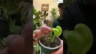 Why Cutting Back Can Actually Save Your Plant