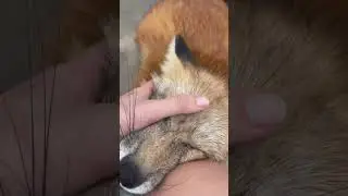 Milo and Elly are sweet squeaky foxes! #foxsounds #foxlove #foxlovers #fox #foxes #petfox #redfox