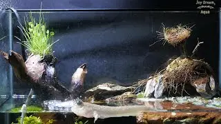 The fountain module was used as a temporary palludarium for mudskippers.