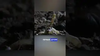 Кузнечиковый хомяк 🐹