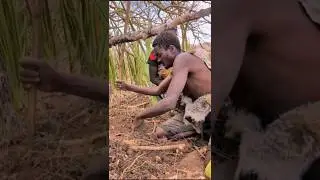 What tree root is the African tribe Dudukwe eating? african Tribes. #hadzabepeople #dudukwe #eating