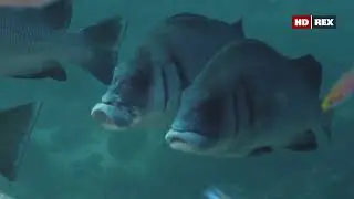 Какой  стратегии при охоте придерживаются высокотелые сладкогубы (Plectorhinchus gibbosus) ?