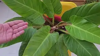 All About Care Of  Philodendron Moonlight || Fun Gardening