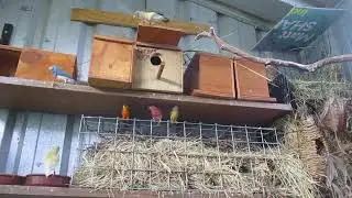 January 2026 Tamworth (DURI) NSW Australia Blue Gouldian Aviary